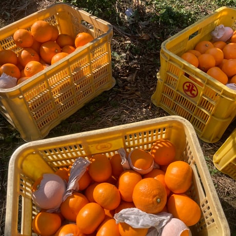 【販売終了】愛媛県産　露地せとか 訳あり品（レッスルファーム）