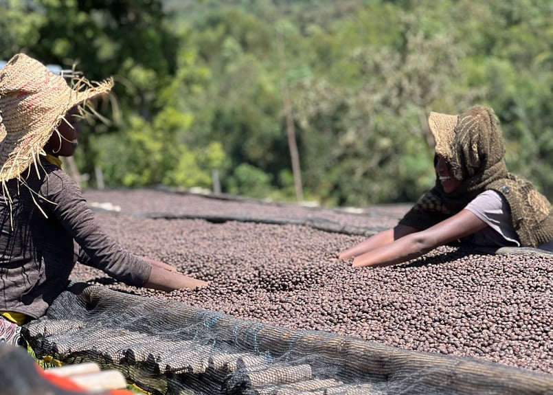 PREMIUM！】150g / 🍇🍇Ethiopia Nigguse Gemeda Mork