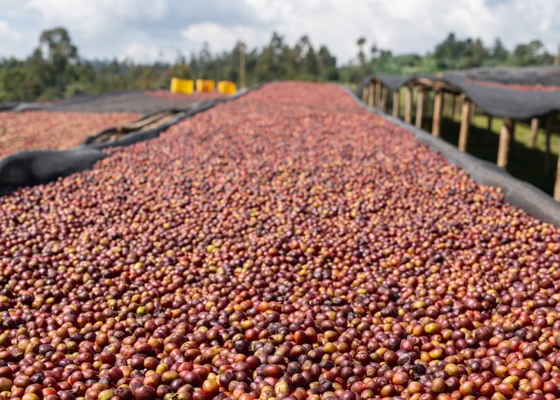 PREMIUM！】150g / 🍇🍇Ethiopia Nigguse Gemeda Mork