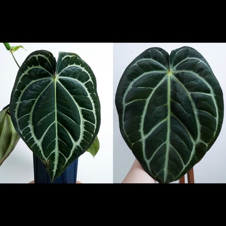 CATEGORY Anthurium | acu's forest