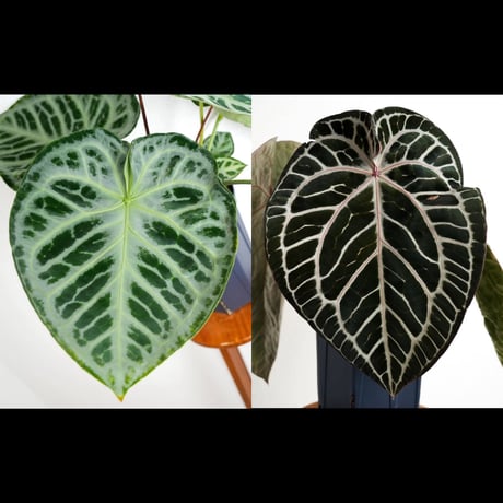 CATEGORY Anthurium | acu's forest CATEGORY Anthurium | acu's forest