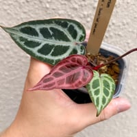 【霞光series】Anthurium 'Pink Seraph' × 'Scarlet'【pink select】
