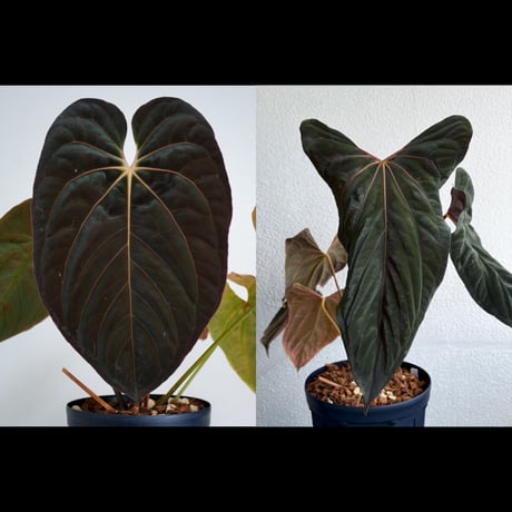 CATEGORY Anthurium | acu's forest