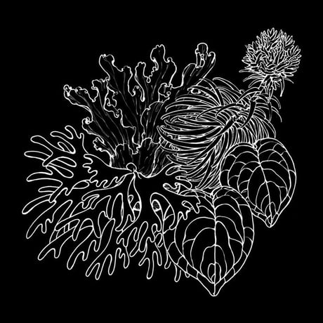 CATEGORY Anthurium | acu's forest CATEGORY Anthurium | acu's forest