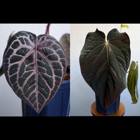 【最終セール】Anthurium \"Rom's black\" seedling② その他観葉植物 Anthurium 