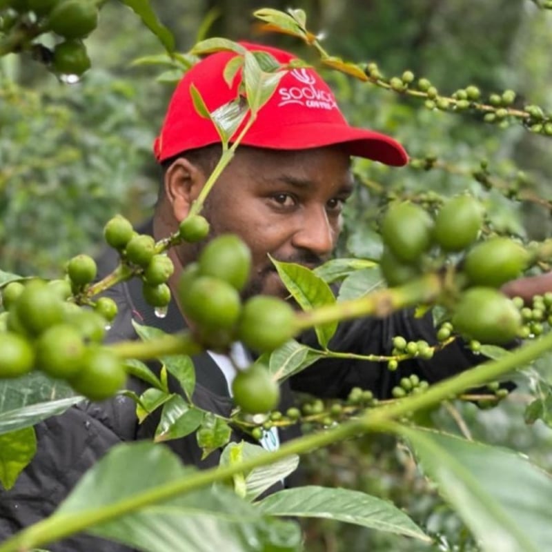 エチオピア] グジ シャキッソ ゴールデンハニー 100g | THREE NINE COFFEE