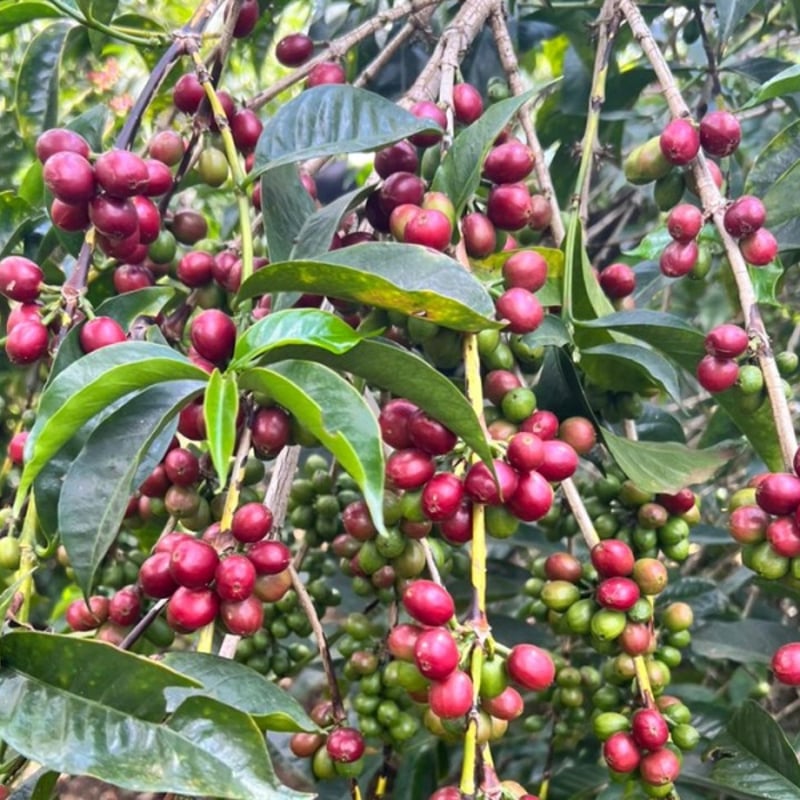 エチオピア] グジ シャキッソ ゴールデンハニー 100g | THREE NINE COFFEE