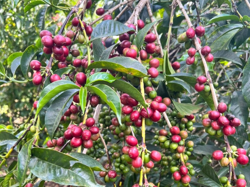 エチオピア] グジ シャキッソ ゴールデンハニー 100g | THREE NINE COFFEE