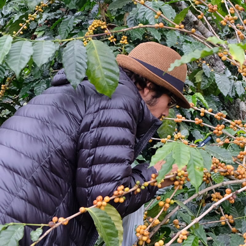 タイ] ドイサケット ケニアスタイル ウォッシュド 100g | THREE NINE CO