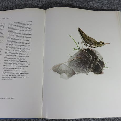 【洋書】Birds of the Eastern Forest/ジェームズ・フェンウィック・ランズダウン 鳥類画集/BL5-S26