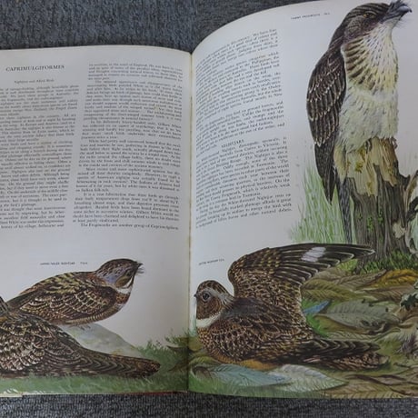 【洋書】Australian Birds オーストラリアの鳥　BL5-S12