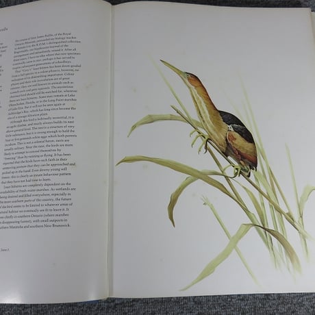 【洋書】Birds of the Eastern Forest/ジェームズ・フェンウィック・ランズダウン 鳥類画集/BL5-S26