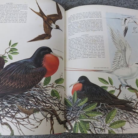 【洋書】Australian Birds オーストラリアの鳥　BL5-S12