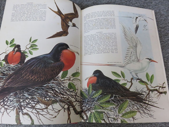 Extinct Birds【絶滅鳥類　洋書】 Extinct Birds【絶滅鳥類 洋書】
