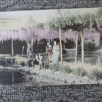 戦前絵葉書■手彩色「天野の藤」群馬/BL5-A29
