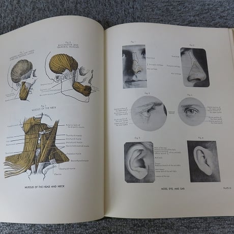 【洋書】AN ATLAS OF ANATOMY FOR ARTISTS　アーティストのための解剖学書/BL5-S10