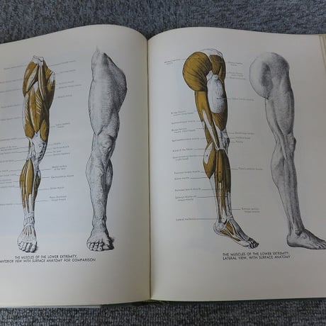 【洋書】AN ATLAS OF ANATOMY FOR ARTISTS　アーティストのための解剖学書/BL5-S10