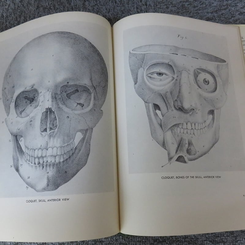 洋書 Anatomie fuer Fantasy-Zeichner 洋書 Anatomie fuer Fantasy-Zeichner Anatomie Fantasy