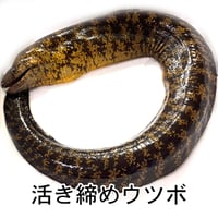 ウツボ 三枚おろし 加熱用 高知名物 タタキ たたき 唐揚げ向き 冷凍不使用 珍魚 白身魚 受注生産 レシピ ポン酢（小袋）付き