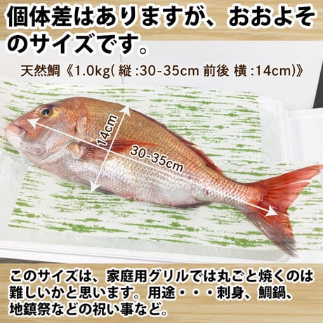 活〆 天然鯛 真鯛 瀬戸内海産《1kg前後(縦:30-35cm前後 横:14cm)》地鎮祭 棟上げ　鯛 尾頭付き 刺し身 お祝い お食い初め 冷蔵便 お造り 鯛しゃぶ 結納 お供え 敬老の日