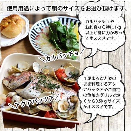 活〆 天然鯛 真鯛 瀬戸内海産《1kg前後(縦:30-35cm前後 横:14cm)》地鎮祭 棟上げ　鯛 尾頭付き 刺し身 お祝い お食い初め 冷蔵便 お造り 鯛しゃぶ 結納 お供え 敬老の日