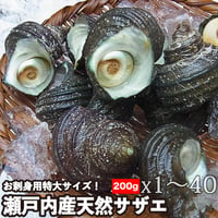 瀬戸内産 天然サザエ 特大 約２００gX1個～40個 お刺身 バーベキュー つぼ焼き 海鮮バーベキュー 花見 海鮮 冷蔵