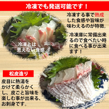 活〆 天然鯛 真鯛 瀬戸内海産《1.5kg前後(縦:40-50cm前後 横:15cm)》地鎮祭 棟上げ 尾頭付き 刺し身 お祝い お食い初め 冷蔵便 お造り 鯛しゃぶ 結納 お供え 敬老の日