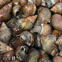 活き 本ばい貝 バイ貝 島根県などの国産 煮つけ 黒バイ クロバイ 本バイ