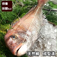 神事用・供養鯛 天然鯛（白糸結び・成形仕上げ）地鎮祭・上棟式・神棚へのお供えにふさわしい形に整えます。