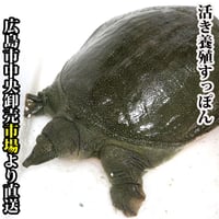 活きスッポン 養殖 約800～900ｇX1匹～5匹 すっぽん 鍋 刺身 生きたまま 生き血 生きてる（冷蔵便）