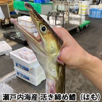 活き締め 鱧 はも 500g～600g （はもしゃぶにして2～3人前） 瀬戸内海産 レシピ付き アラ付き はもしゃぶ 湯引き 天ぷら 骨切り済み はもすき 鱧骨切り 未冷凍 （冷蔵便）