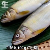鮎 10尾（約1kg）養殖 生 未冷凍 バーベキュー あゆ アユ 塩焼き 炊き込み 香魚 BBQ （冷蔵便）