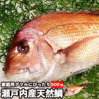 活〆 天然鯛 真鯛 瀬戸内海産《0.5kg前後(縦:25-30cm前後 横:12cm) 地鎮祭 棟上げ 鯛 尾頭付き 刺身 お祝い お食い初め 冷蔵便 お造り 鯛しゃぶ 結納 お供え 敬老の日