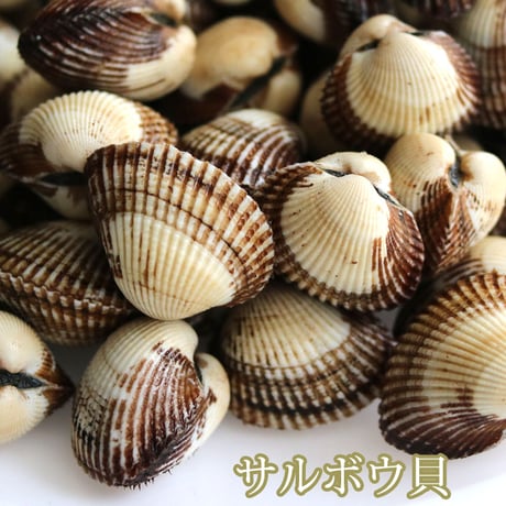 ダイオウサルボウ　レア　貝殻　標本 サルボウ貝 | STORES
