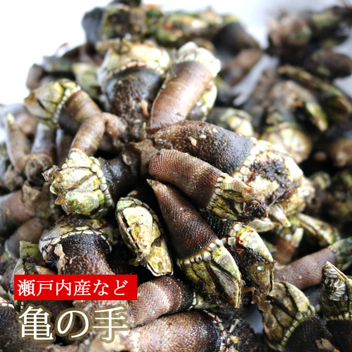 亀の手 生 500g～2kg 未冷凍 かめのて カメノテ （冷蔵便） | 三島水産