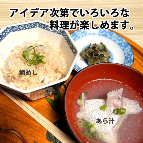 活〆 天然鯛 真鯛 瀬戸内海産《1.5kg前後(縦:40-50cm前後 横:15cm)》地鎮祭 棟上げ 尾頭付き 刺し身 お祝い お食い初め 冷蔵便 お造り 鯛しゃぶ 結納 お供え 敬老の日