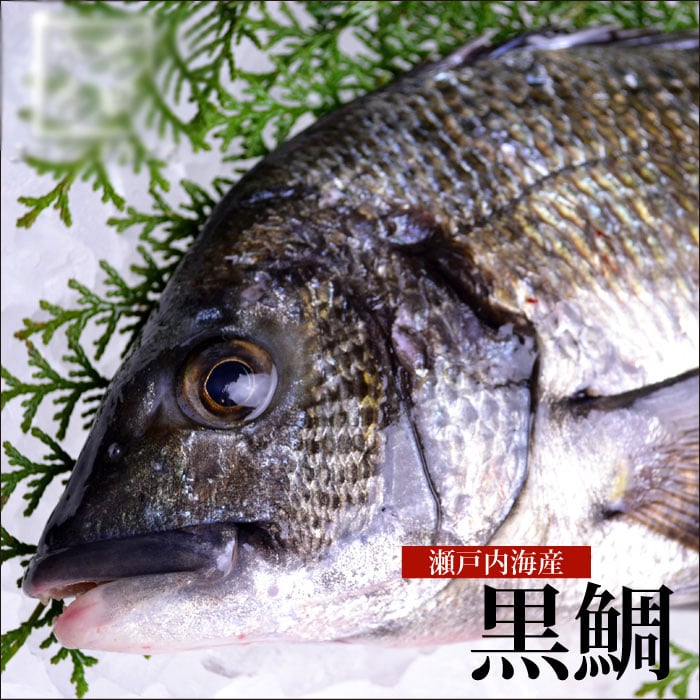 黒鯛 瀬戸内海産 別名「チヌ」ともよばれる黒鯛は広島県の県魚 ちぬ