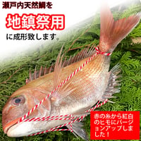 地鎮祭用 天然鯛 真鯛 瀬戸内海産 棟上げ 鯛 尾頭付き お供え 冷蔵 紅白紐で成型済み