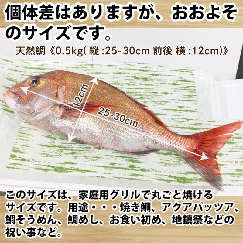 活〆 天然鯛 真鯛 瀬戸内海産《0.5kg前後(縦:25-30cm前後 横:12cm