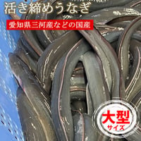 【生きたまま発送可能】朝〆 生 うなぎ 開き 約300gX1尾～６尾 特大サイズ（冷蔵便）骨 肝付き 鰻 蒲焼き 愛知三河産などの国産 バーベキュー