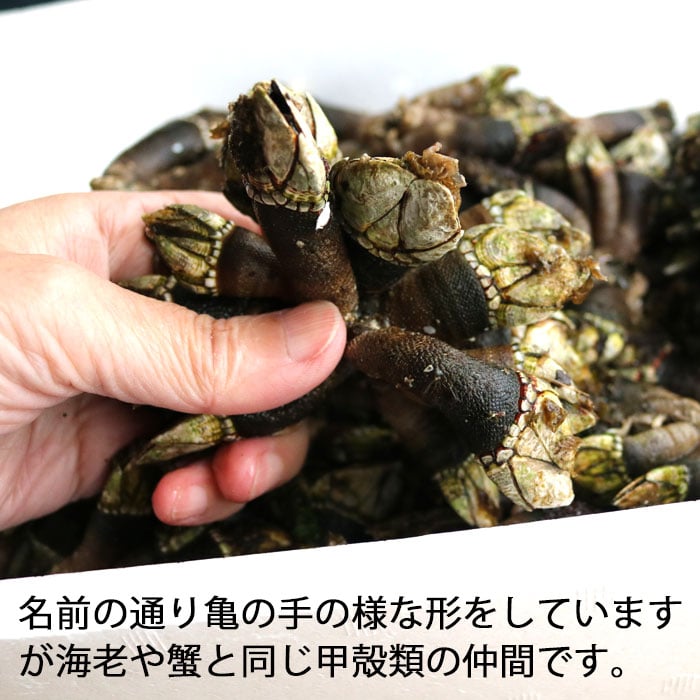亀です 亀の手 生 500g～2kg 未冷凍 かめのて カメノテ （冷蔵便） | 三島水産