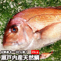 活〆 天然鯛 真鯛 瀬戸内海産《2.0kg(縦:50-55cm前後 横:18cm)》 地鎮祭 棟上げ 鯛 尾頭付き 刺身 お祝い お食い初め 冷蔵便 お造り 鯛しゃぶ 結納 お供え 敬老の日
