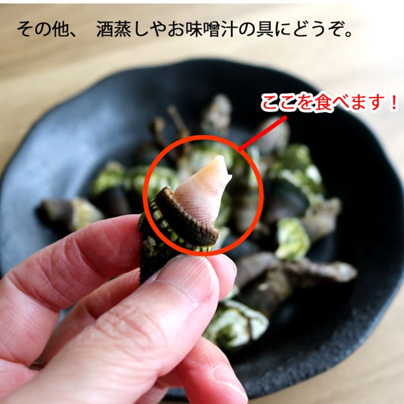 亀の手 生 500g～2kg 未冷凍 かめのて カメノテ （冷蔵便） | 三島水産