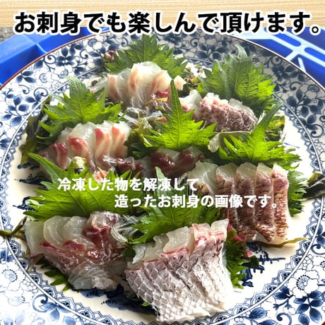 活〆 天然鯛 真鯛 瀬戸内海産《1.5kg前後(縦:40-50cm前後 横:15cm)》地鎮祭 棟上げ 尾頭付き 刺し身 お祝い お食い初め 冷蔵便 お造り 鯛しゃぶ 結納 お供え 敬老の日
