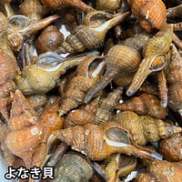活き 夜鳴き貝 ナガニシ アカニシガイ ヨナキガイ よなきがい