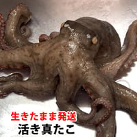 【生きたまま発送】 真たこ 活き 生 レシピ付き 瀬戸内海産  蛸 タコ 刺身 たこさし たこ （冷蔵便）