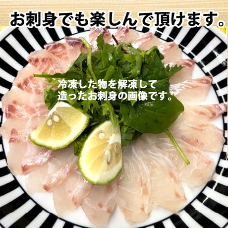 活〆 天然鯛 真鯛 瀬戸内海産《1.5kg前後(縦:40-50cm前後 横:15cm)》地鎮祭 棟上げ 尾頭付き 刺し身 お祝い お食い初め 冷蔵便 お造り 鯛しゃぶ 結納 お供え 敬老の日