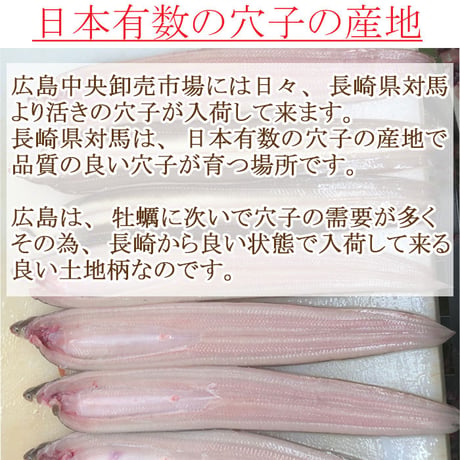 【選べる下処理】朝〆 穴子刺身、しゃぶしゃぶ用セット 約300gX1尾 （冷蔵便） 刺身用サク レシピ付き あなご アナゴ ギフトにも 母の日 父の日 お中元 お歳暮
