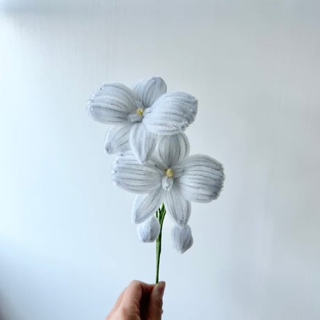 モールフラワー｜胡蝶蘭