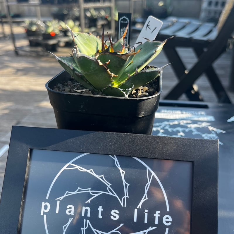 Agave titanota 'Hades' 子株SOLDOUT | plants life Agave titanota 'Hades' 子株SOLDOUT | plants life